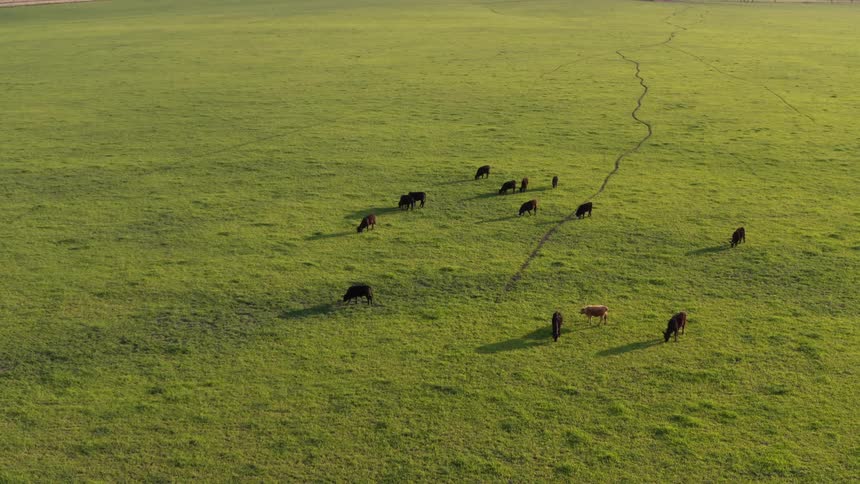 Cattle graze in a field with a large fault line crack running through it