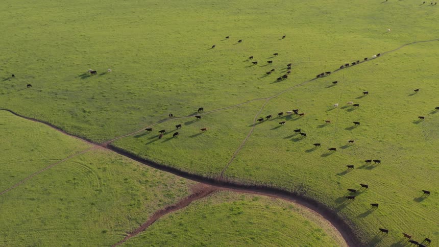 The cattle walk on the field