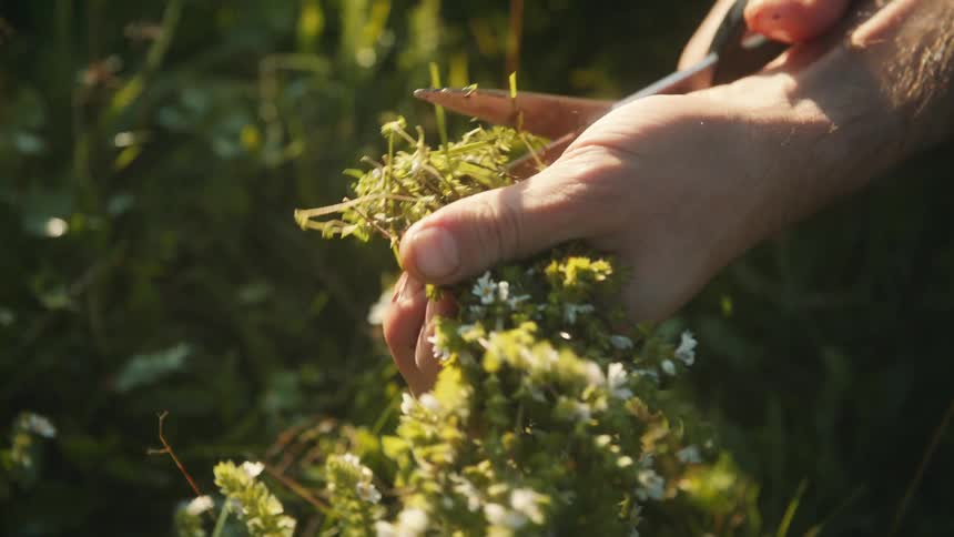 The sun shines on a womans hands as she cuts the stems on flowers