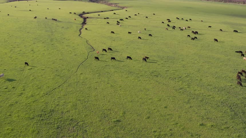Aerial of a herd of cattle grazing on a large open field