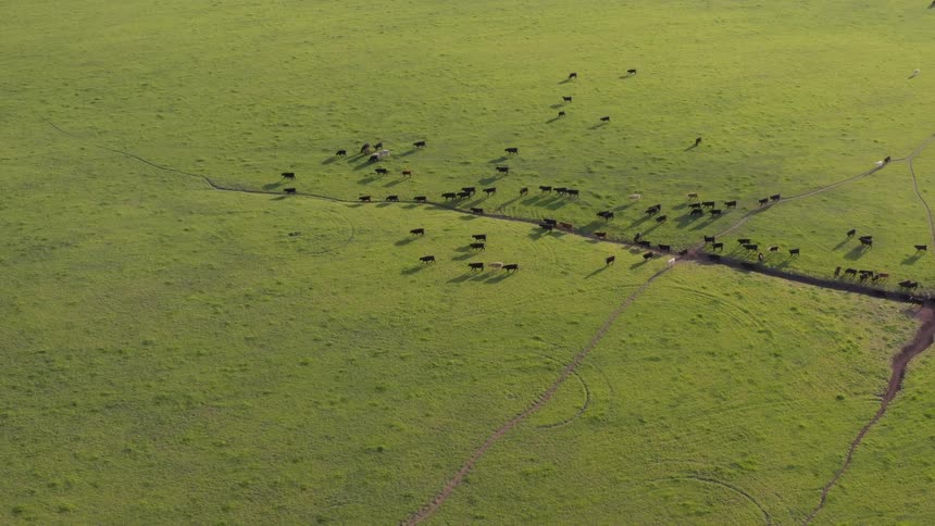 A heard of cattle walk through a grassland during the day