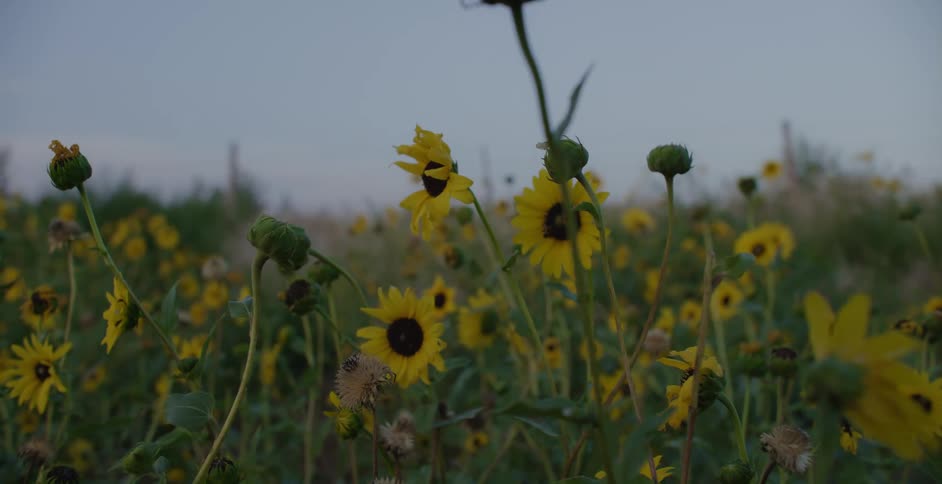 Yellow sunflower wildflowers swaying in the breeze in a meadow