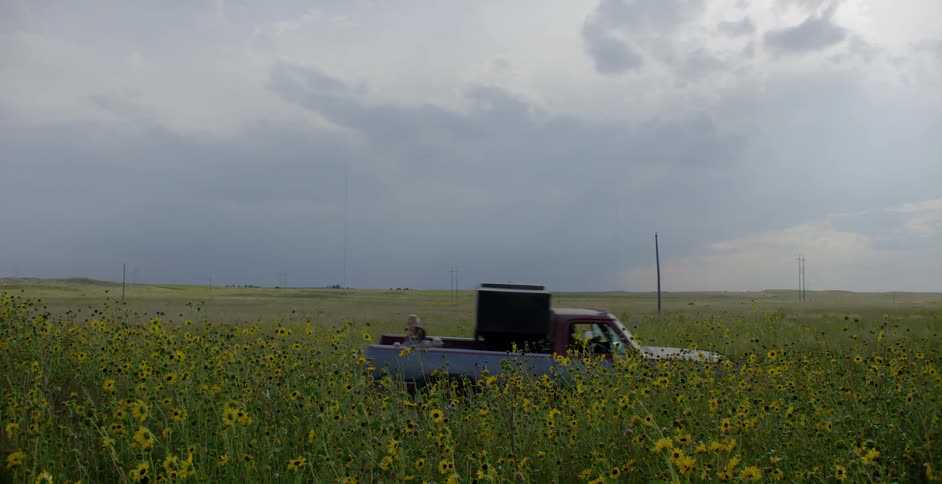 Sunflowers are moving in the breeze as a pickup truck passes with two kids sitting in the back