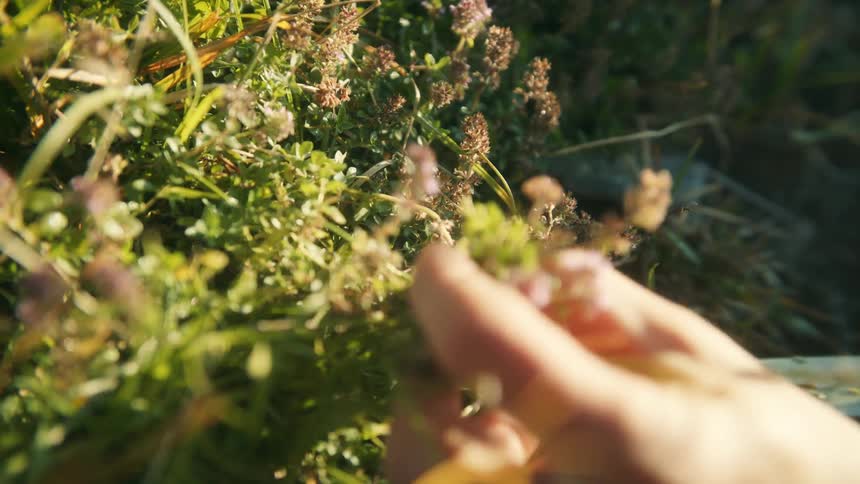 The sun shines on a womans hands as she cuts flowers