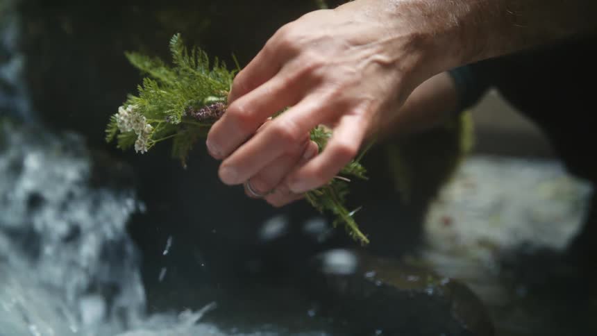 A person is cleaning herbs in the water