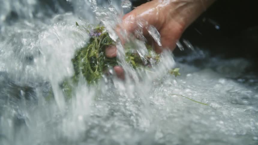 Man rinsing bunches of herbs from a flowing riverbed