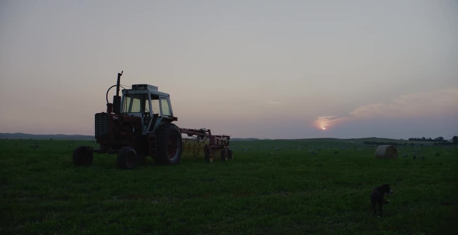 Dog sniffing around a field close to a harvester at sunset