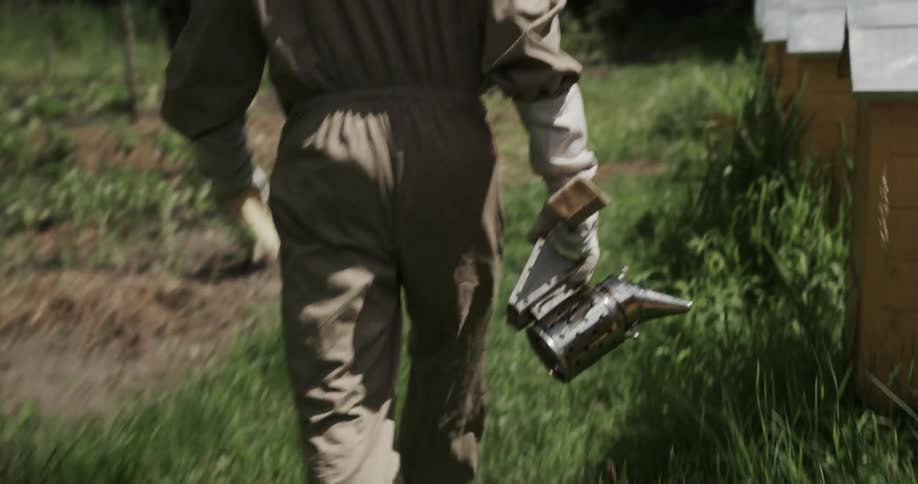 Beekeeper wearing protective gear carries smoker while passing hives