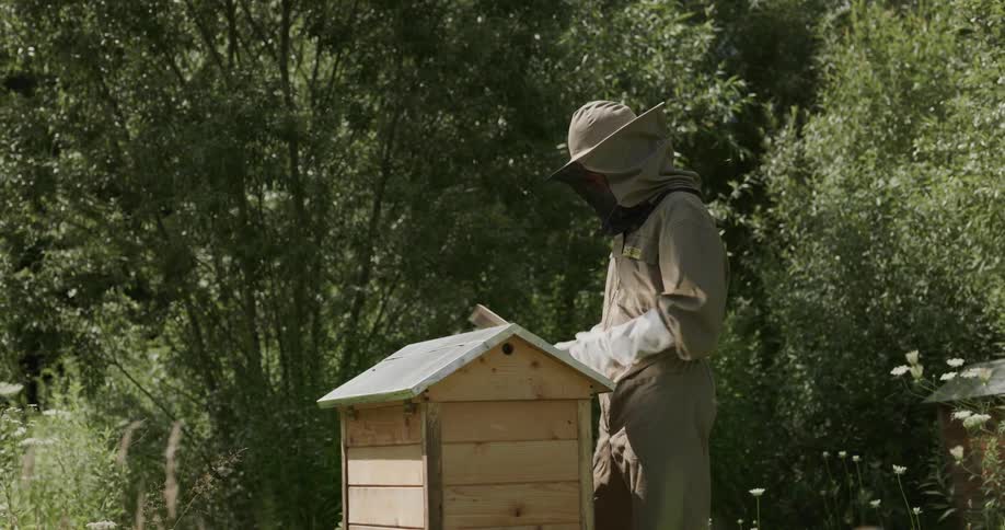 Beekeeper wearing protective gear closes lid on commercial hide sitting in field near woods