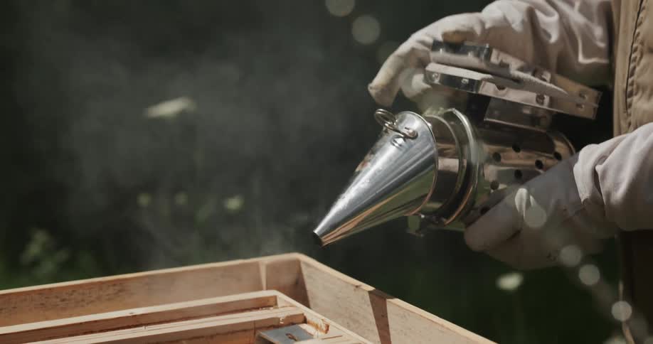 A beekeeper is smoking the apiary