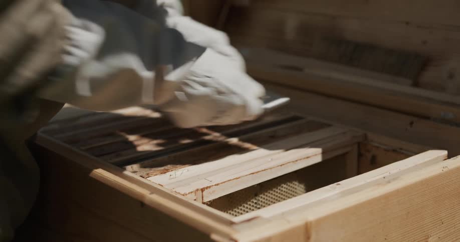A person removing bees from a nest