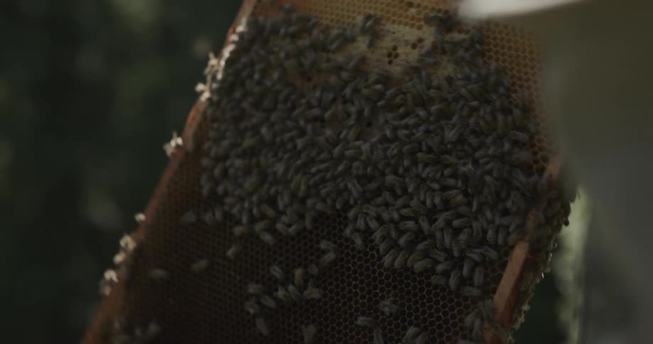 A beekeeper inspects a beehive frame full of honeycomb and bees