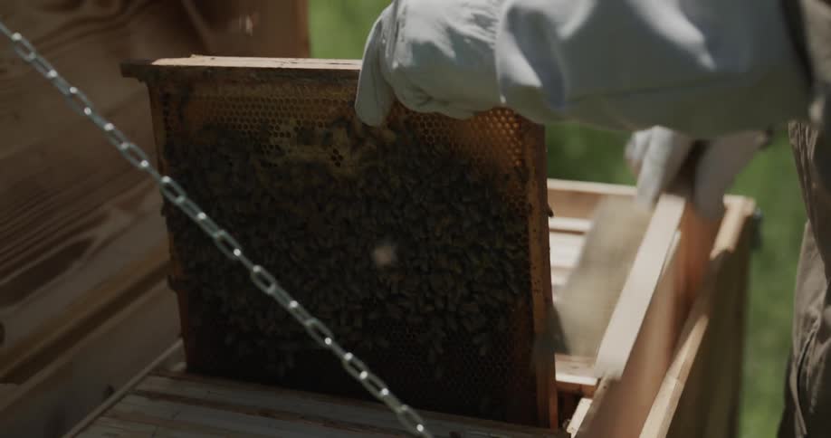Beekeeper wearing protective gear brushes slat before sliding it back into the open hive