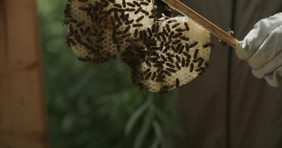 A beekeeper removes a honeycomb panel from a hive and brushes off the bees