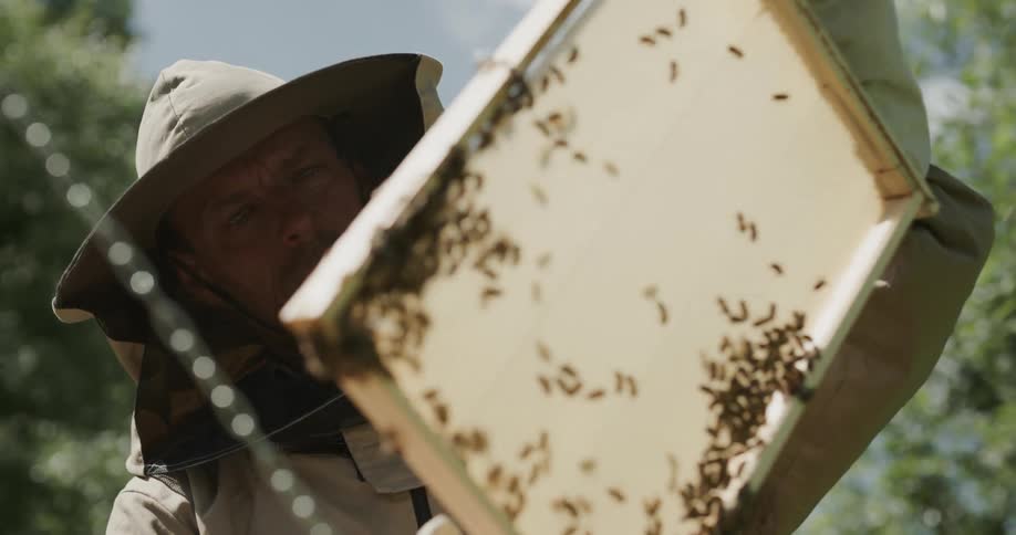 A man moving around bees in a hive
