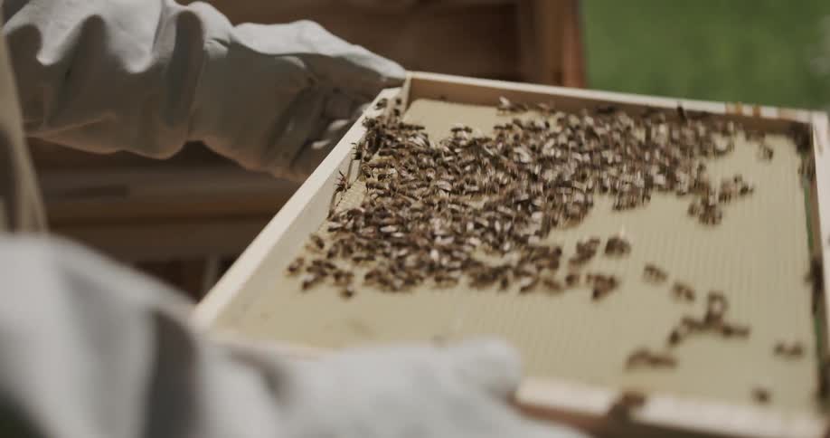 Beekeeper wearing protective gear examines slat full of bees before returning it to commercial beehive