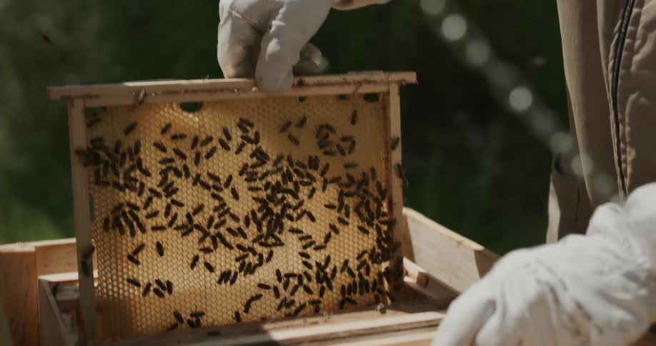 Beekeeper wearing protective gear uses tool to loosen slat allowing examination of bees in hive