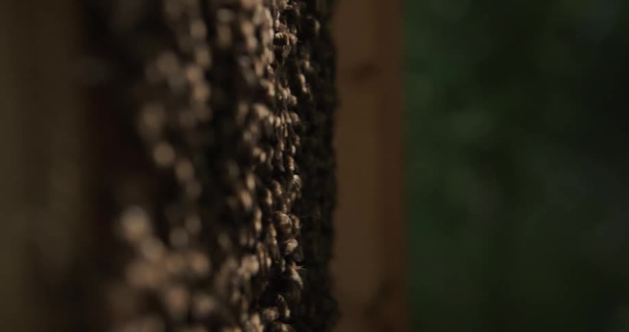 A beekeeper places a tray of bees back in a hive