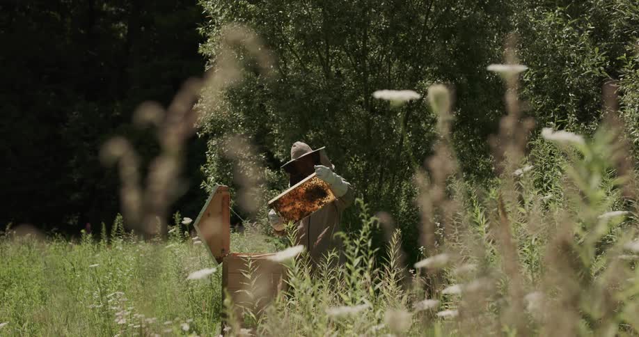 A man standing outdoors with bees