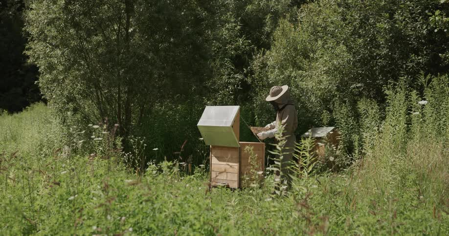 A person in a beekeepers suit is pulling frames of honeycomb from a hive in a meadow