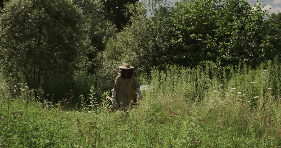 A beekeeper walks away from the hives carrying a smoker and looking at a piece of honeycomb