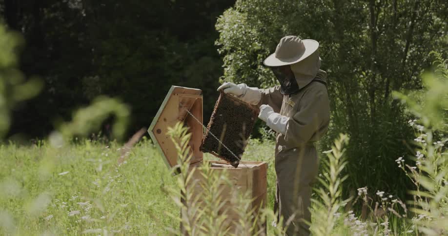 Beekeeper wearing protective gear pulls slat from commercial beehive and examines it