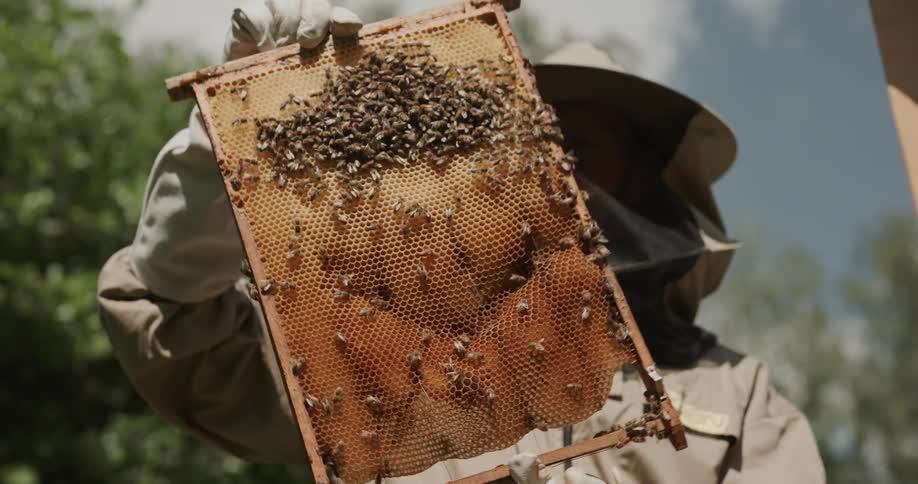 A beekeeper pulls a rack out of a hive and looks at the bees and honeycomb