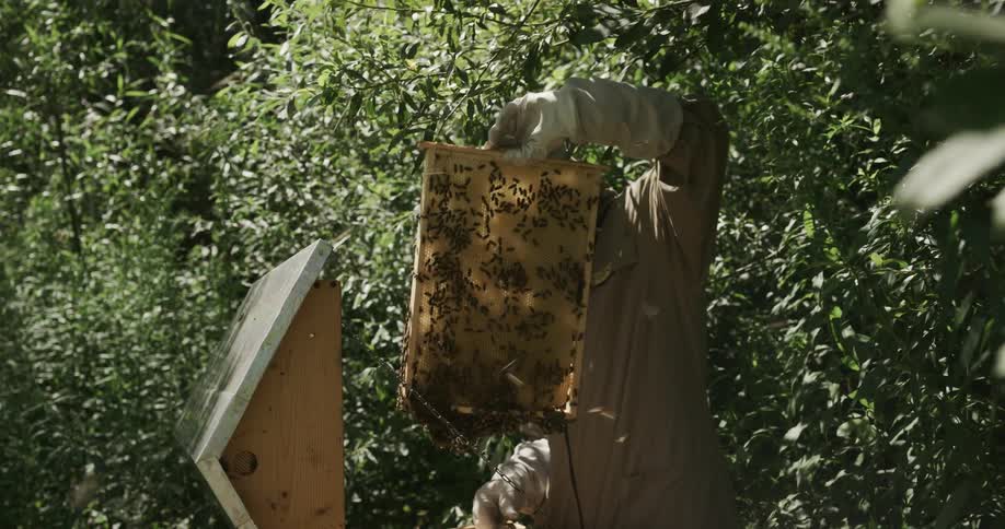 A beekeeper removes honeycomb frames one by one from a hive and inspects them