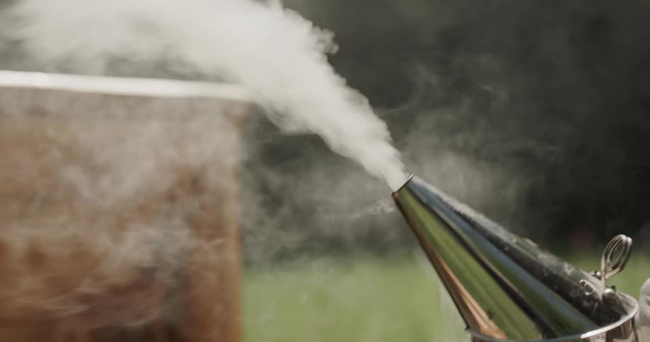 A beekeeper is smoking bees out of a hive before they open it