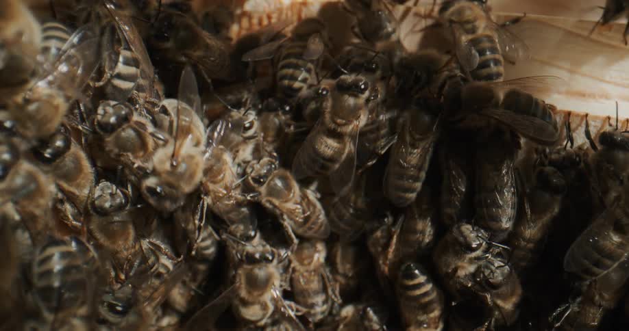A group of bumble bees are crawling on a tree