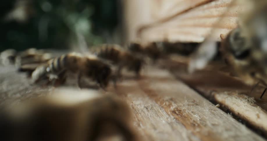Bees crawl in and out of wooden beehive