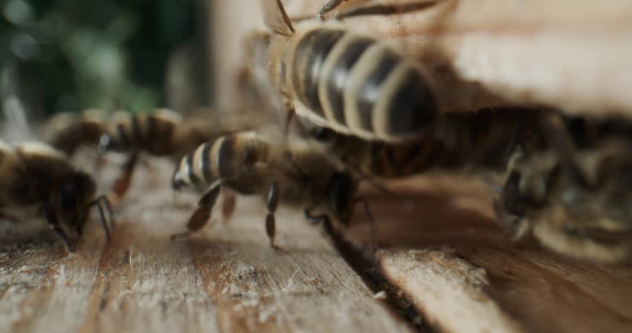Close up view of bees coming out of a bee box hive