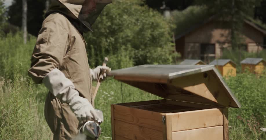 A person opening a bees nest