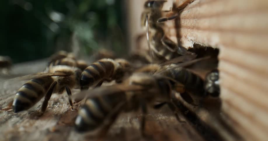 Close up view of bees moving on a tree is displayed
