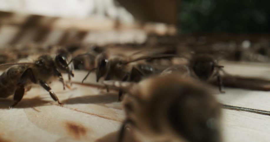 A group of bees are crawling on a tree stump outdoors