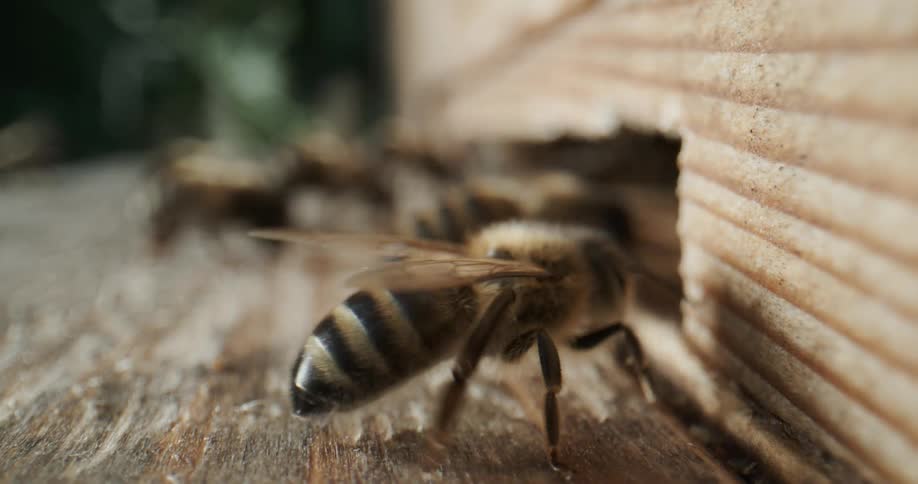 A group of bees are crawling on pieces of wood