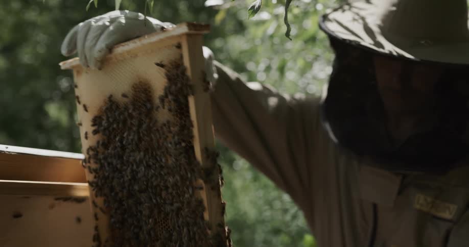 A uniformed male beekeeper slowly pulls a slat out of a beehive with gloved hands and examines it from different angles in the sun