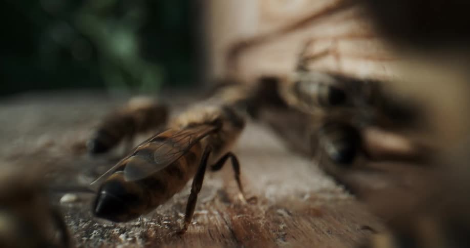 Bees land and crawl on some wood toward an opening