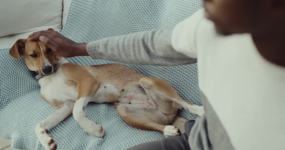 A man is petting his dog outdoors on a couch