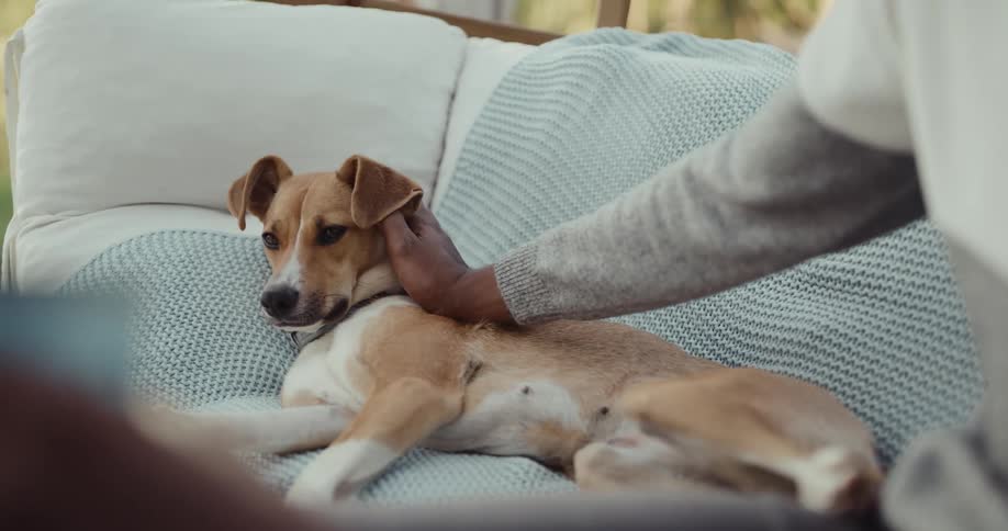 Black mans hand petting a dog that is resting on the couch