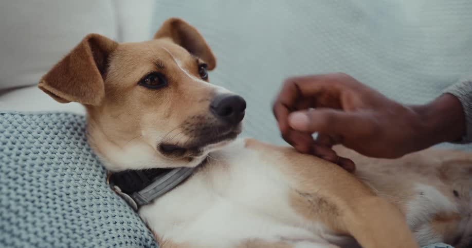 Man with gray sweater pets brown dog lying on couch