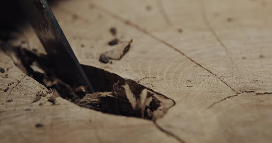 A person is carving wood chips out of a tree stump