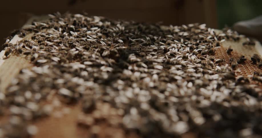 Bees are crawling on the honey comb