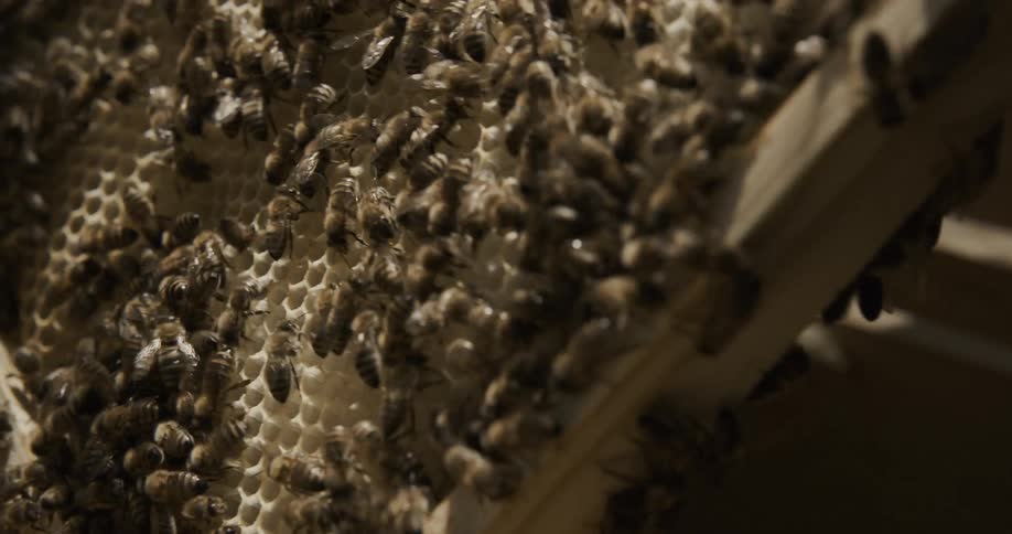 A beekeeper lifts a comb from the apiary