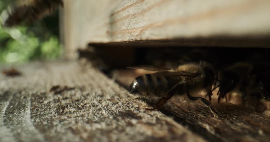 Bees crawl in and out of wooden beehive