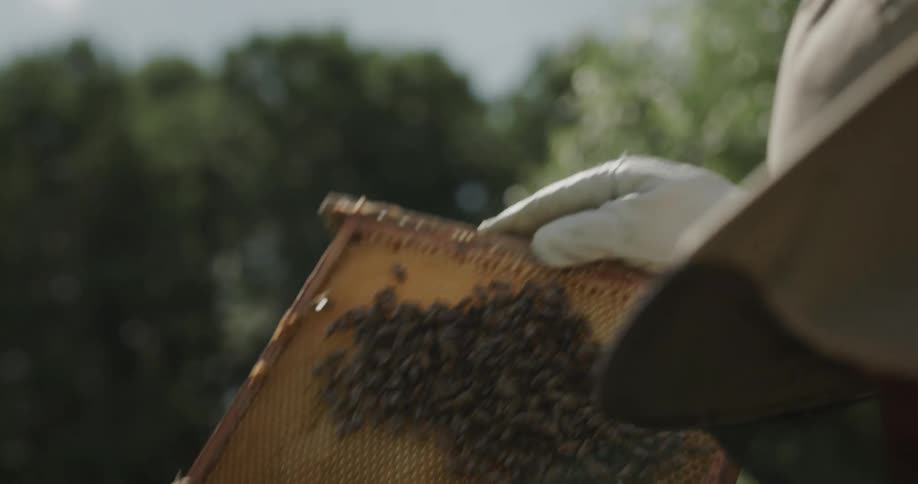 A beekeeper lifts a honey comb out of the apiary