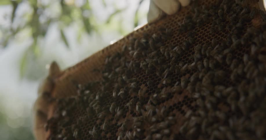 A swarm of bees crawls on honeycomb