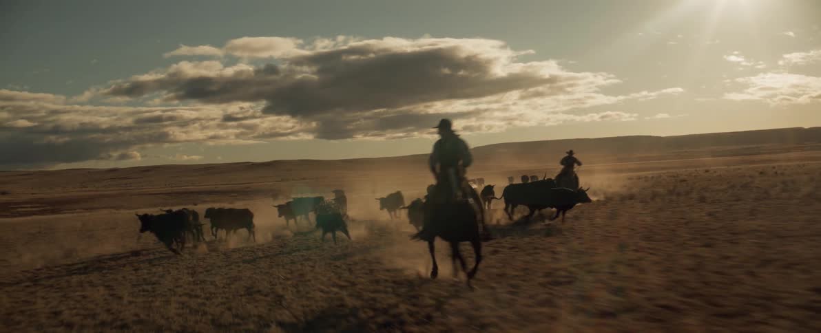 A cowboy is leading a herd of animals on his horse