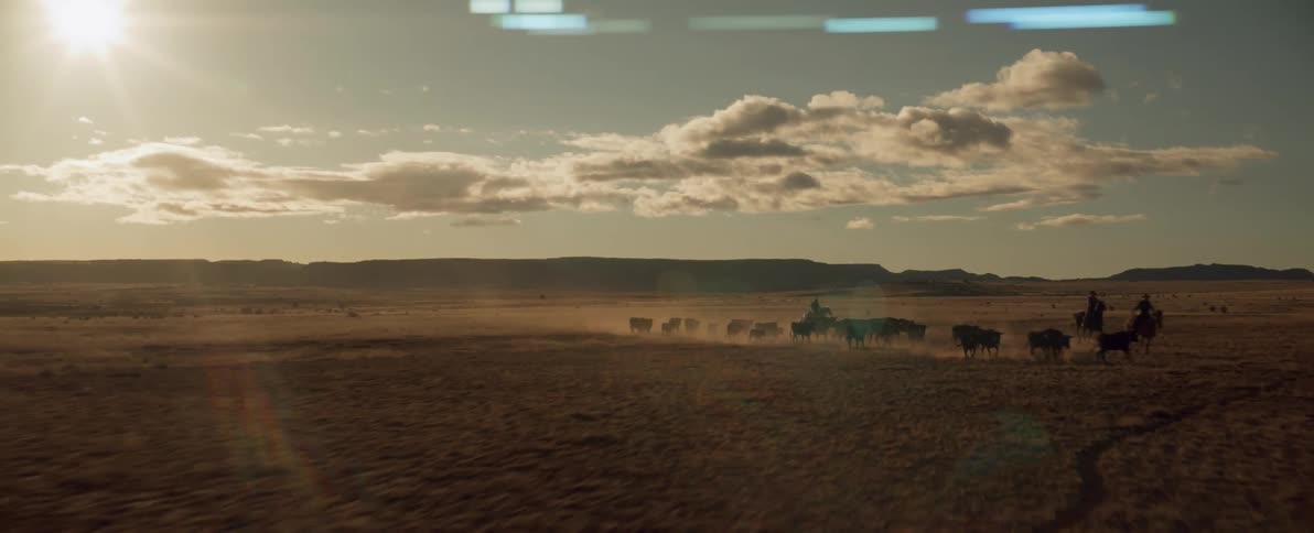 A cowboy is herding the bulls