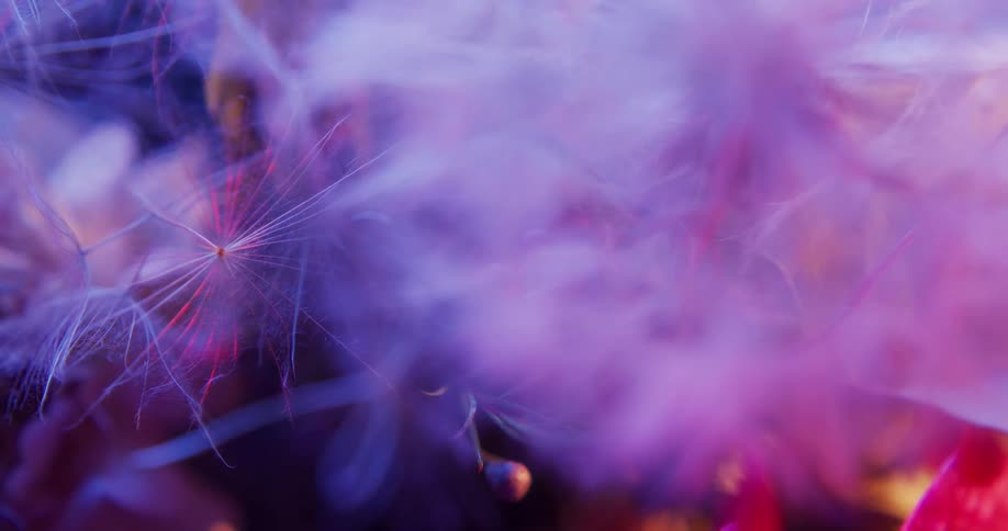 The pink strands move in a circle